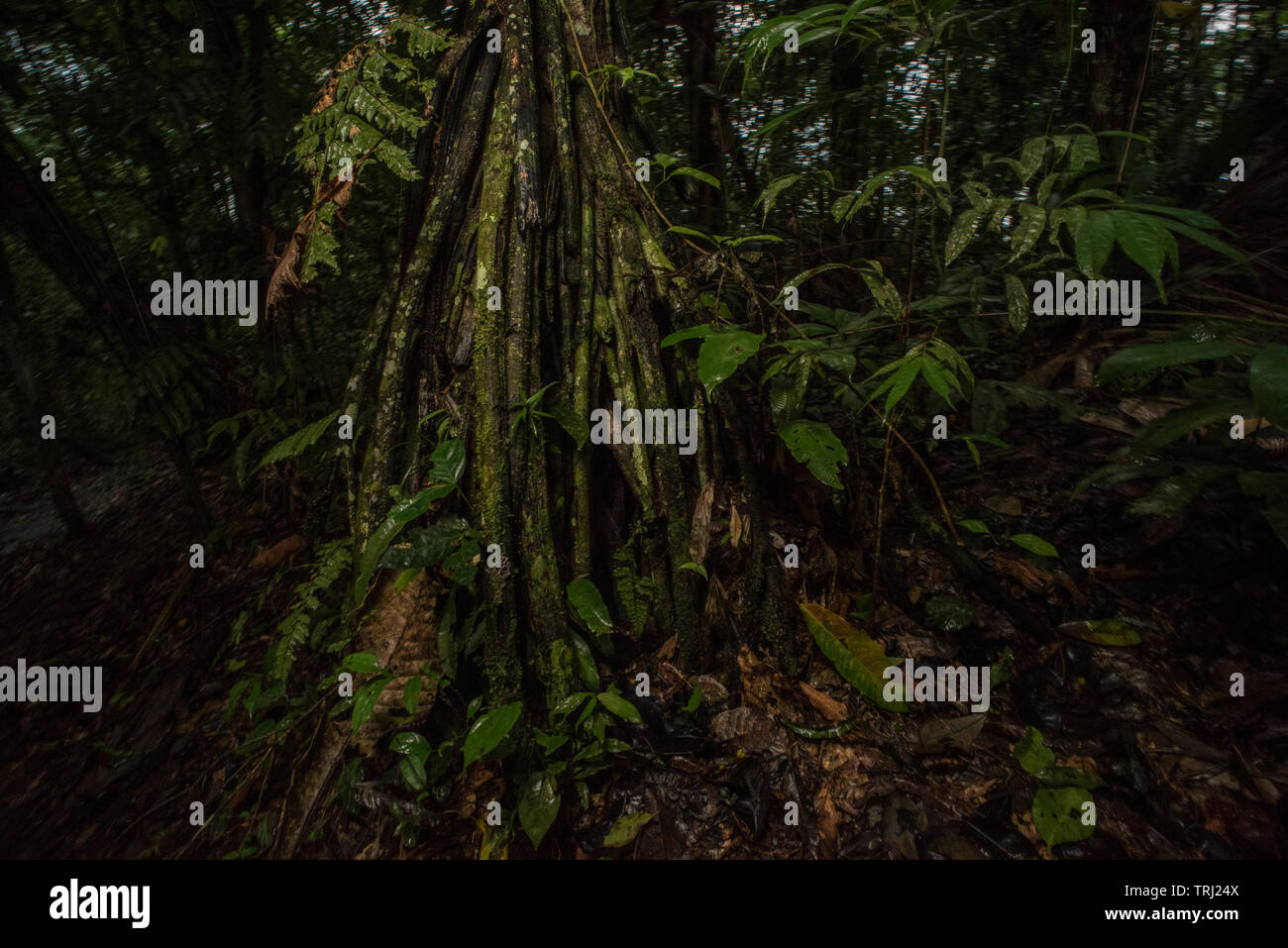 The root system of a walking palm in the tropical rainforest of the Amazon in Ecuador. Stock Photo