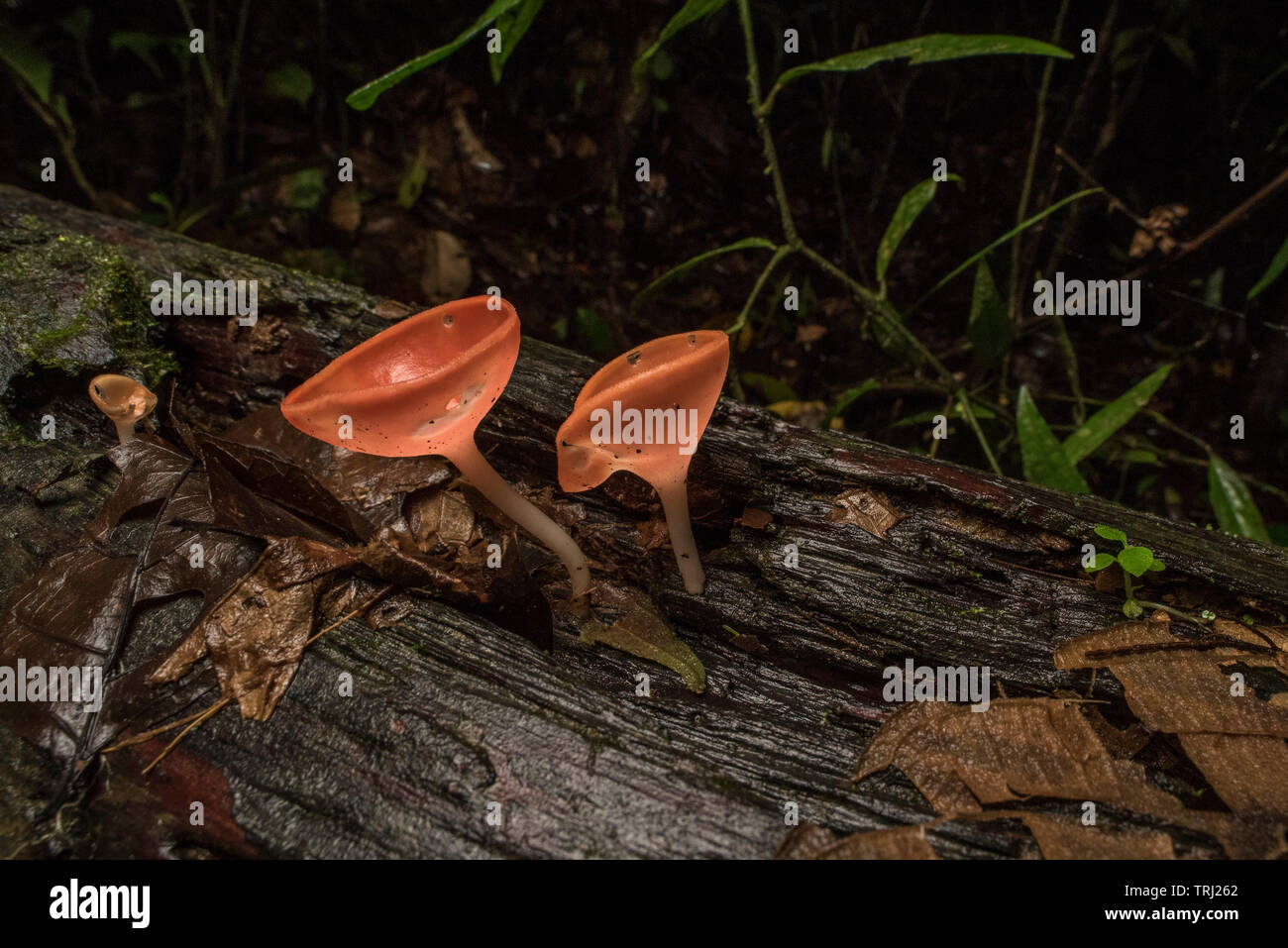 Neotropical cup fungi (Cookeina sp) growing on a rotten log in the understory of the Amazon jungle in Ecuador. Stock Photo