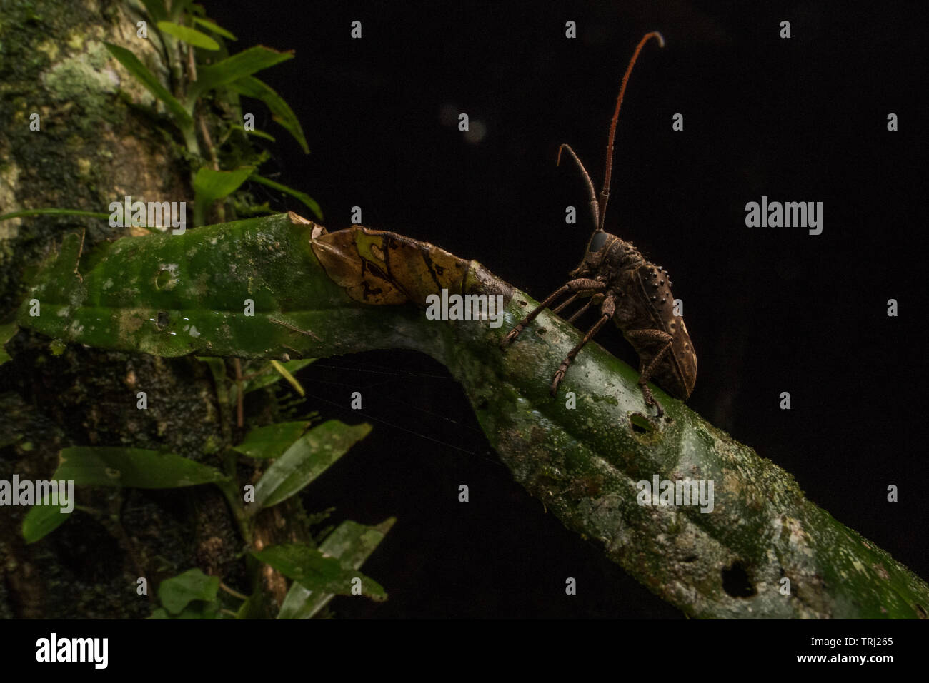 A longhorn beetle from the Cerambycidae family found in Yasuni national park in the Amazon rainforest of Ecuador. Stock Photo