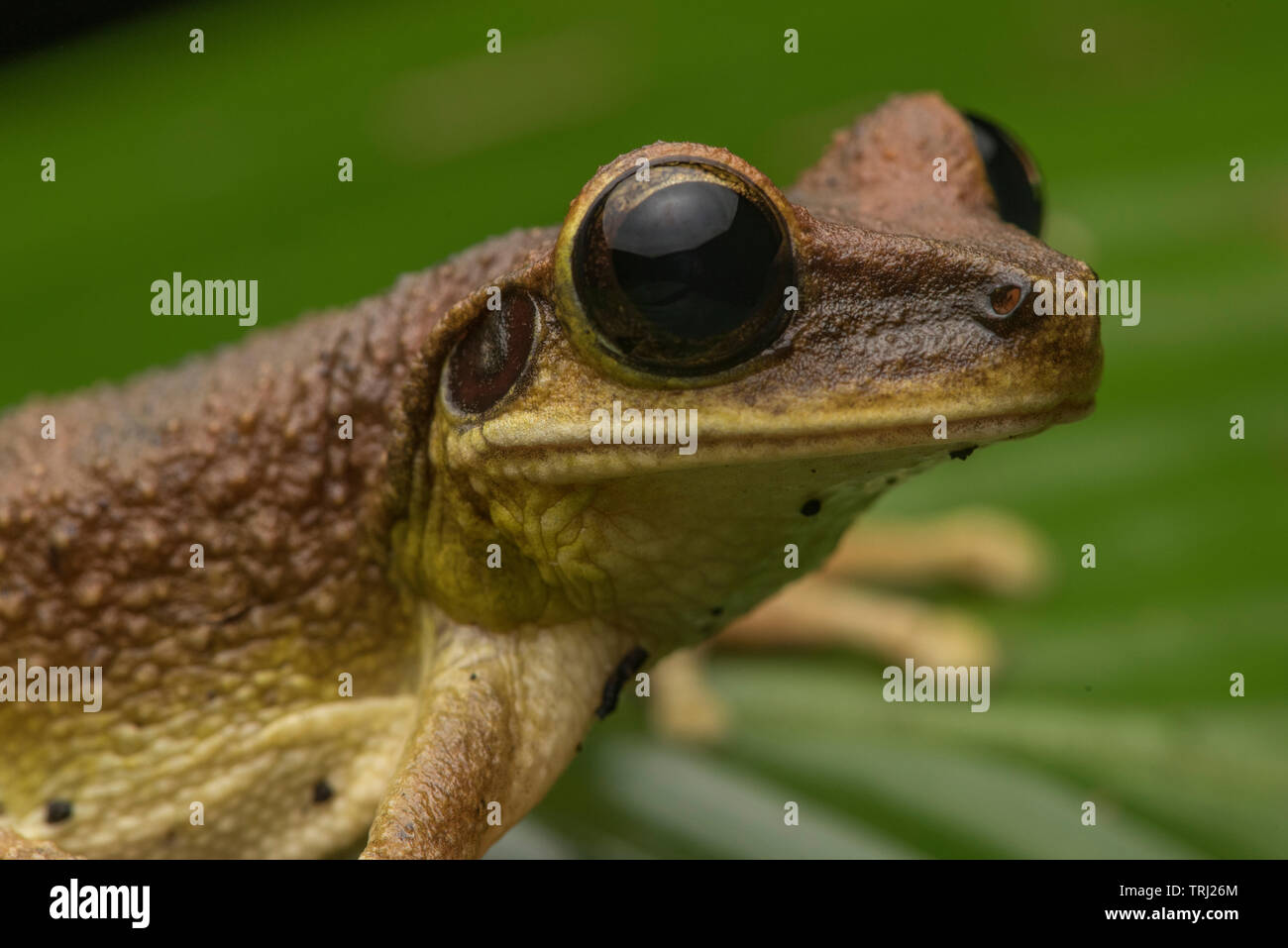 A close up of a tree frog from the Amazon jungle, a treefrog in the Osteocephalus genus. Stock Photo