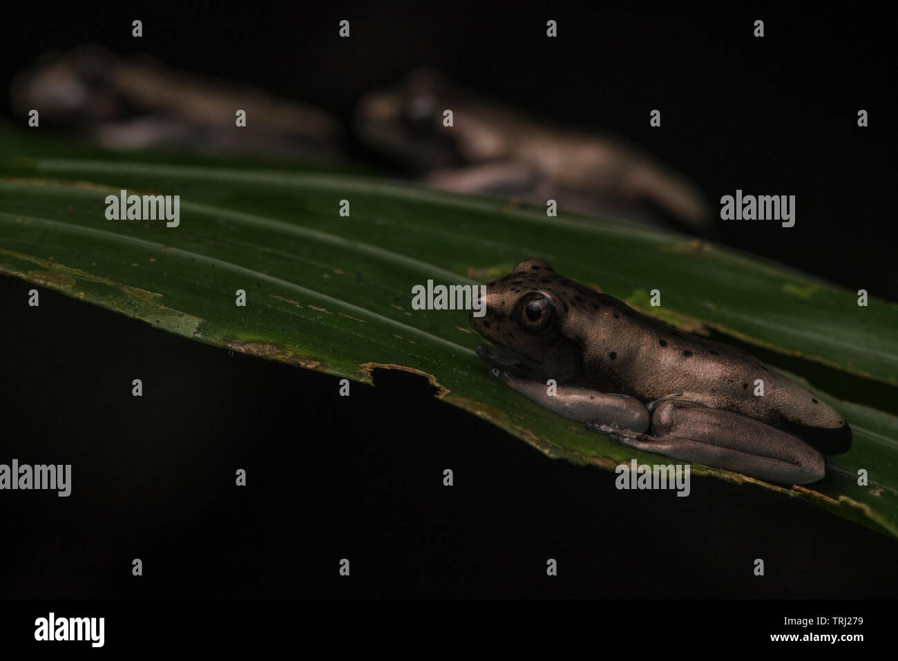 Newly metamorphed Osteocephalus sp. in the Amazon rainforest, they leave the water and climb into the canopy. In Yasuni national Park, Ecuador. Stock Photo