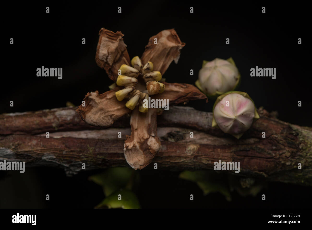 Macro photos of an unusual flowering tree from the Amazon rainforest in Ecuador. Stock Photo