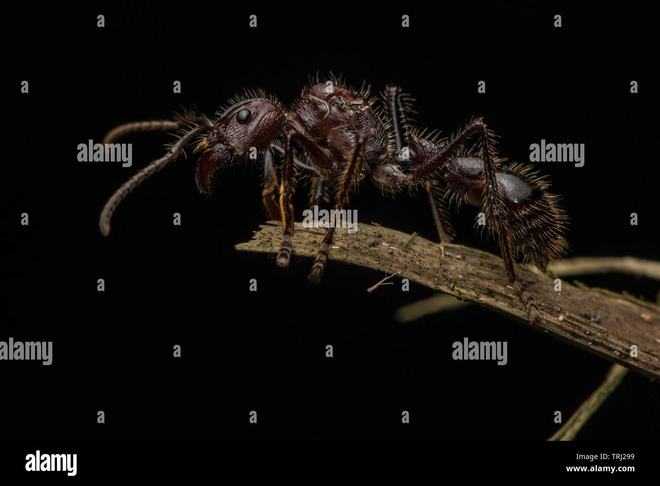 A queen bullet ant (Paraponera clavata) perches on the edge of a twig in the Ecuadorian jungle. Stock Photo