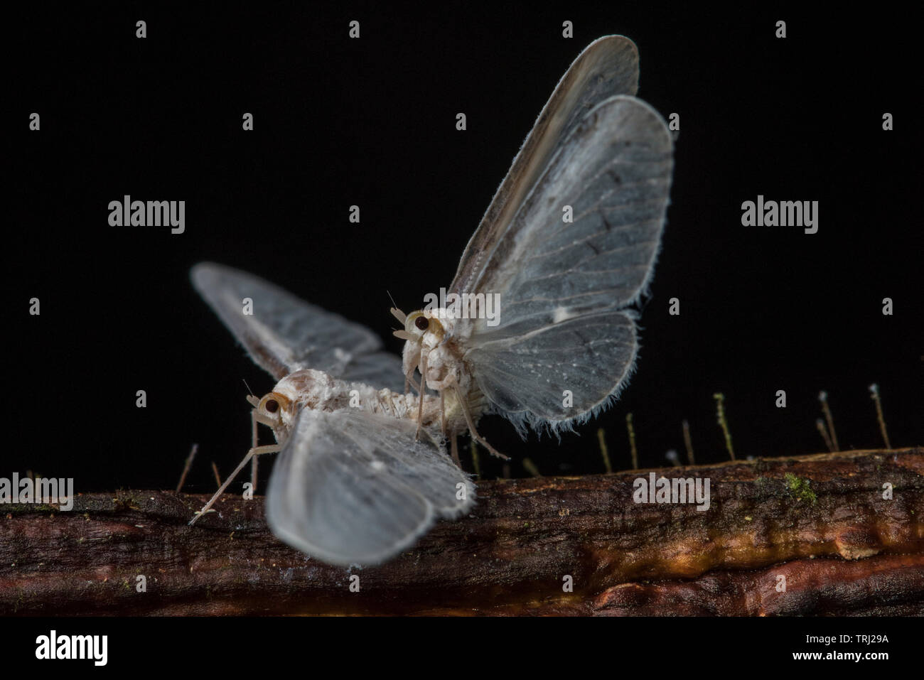 A pair of derbid planthoppers reproducing on the stem of a plant in the Ecuadorian rainforest. Stock Photo