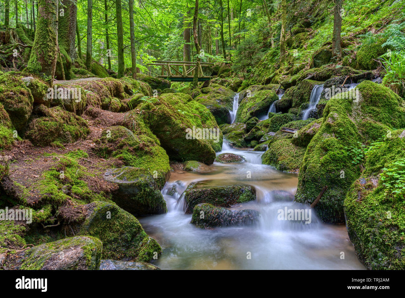 black forest hiking trails