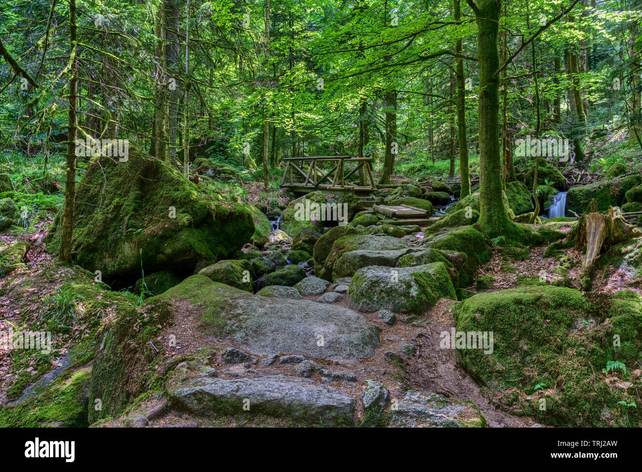 hiking black forest
