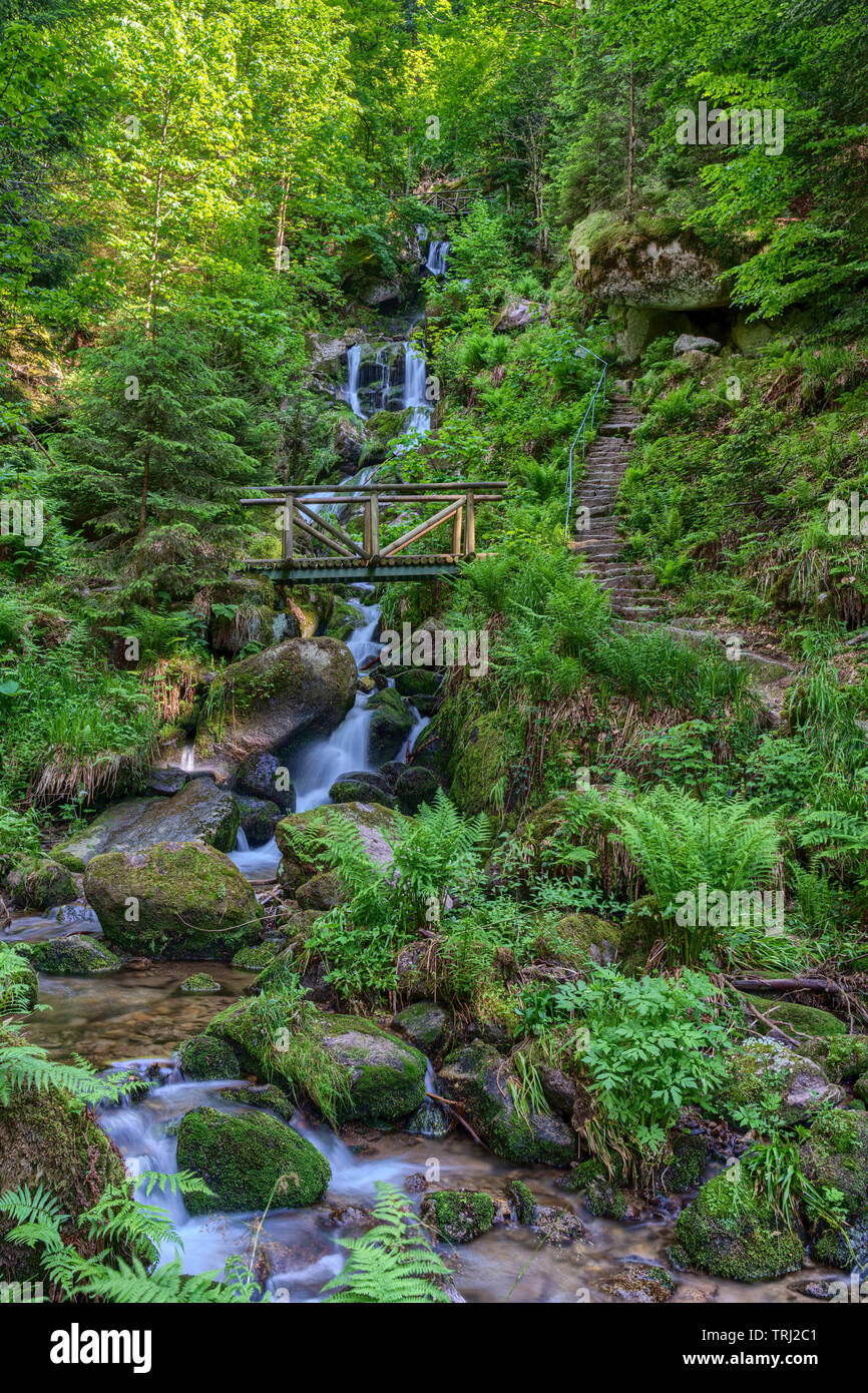 black forest hiking trails