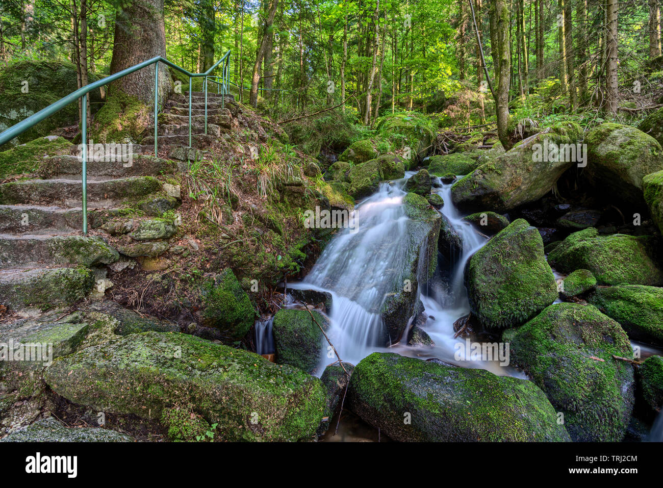 black forest walking trails