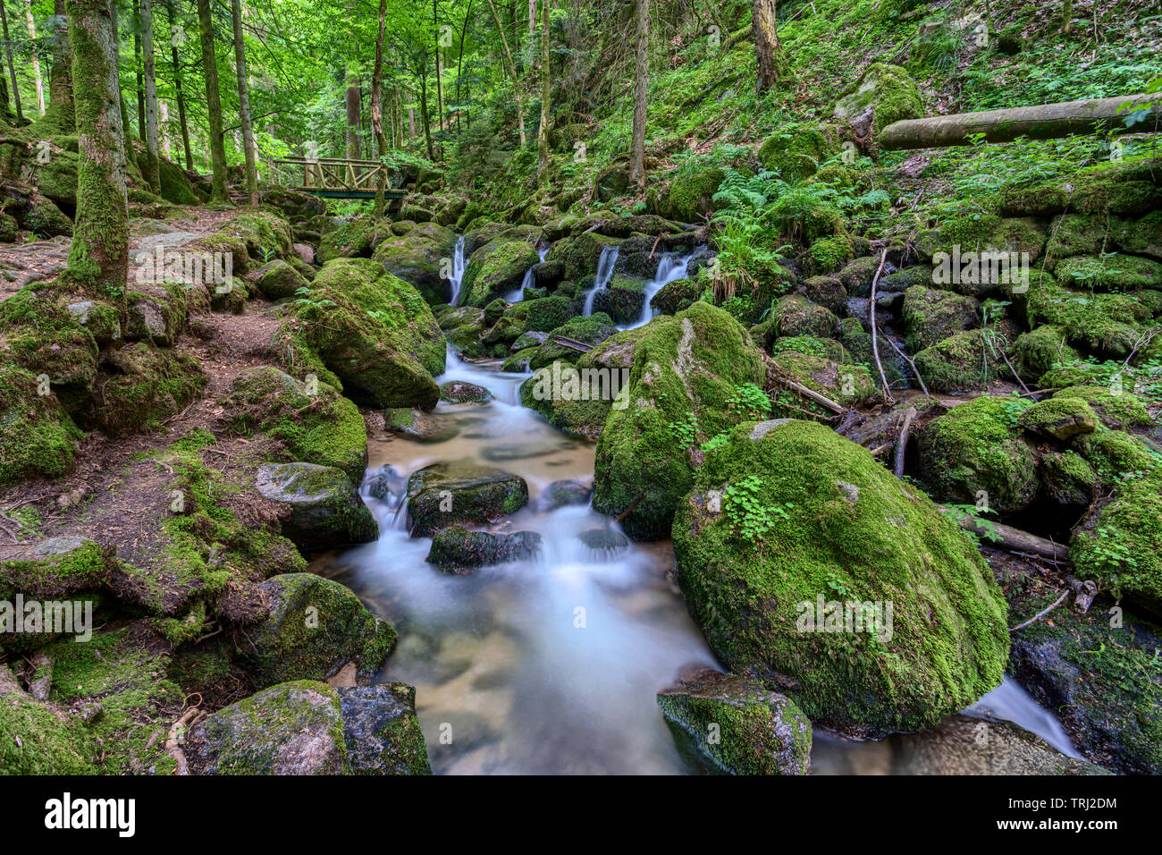 black forest hiking trails