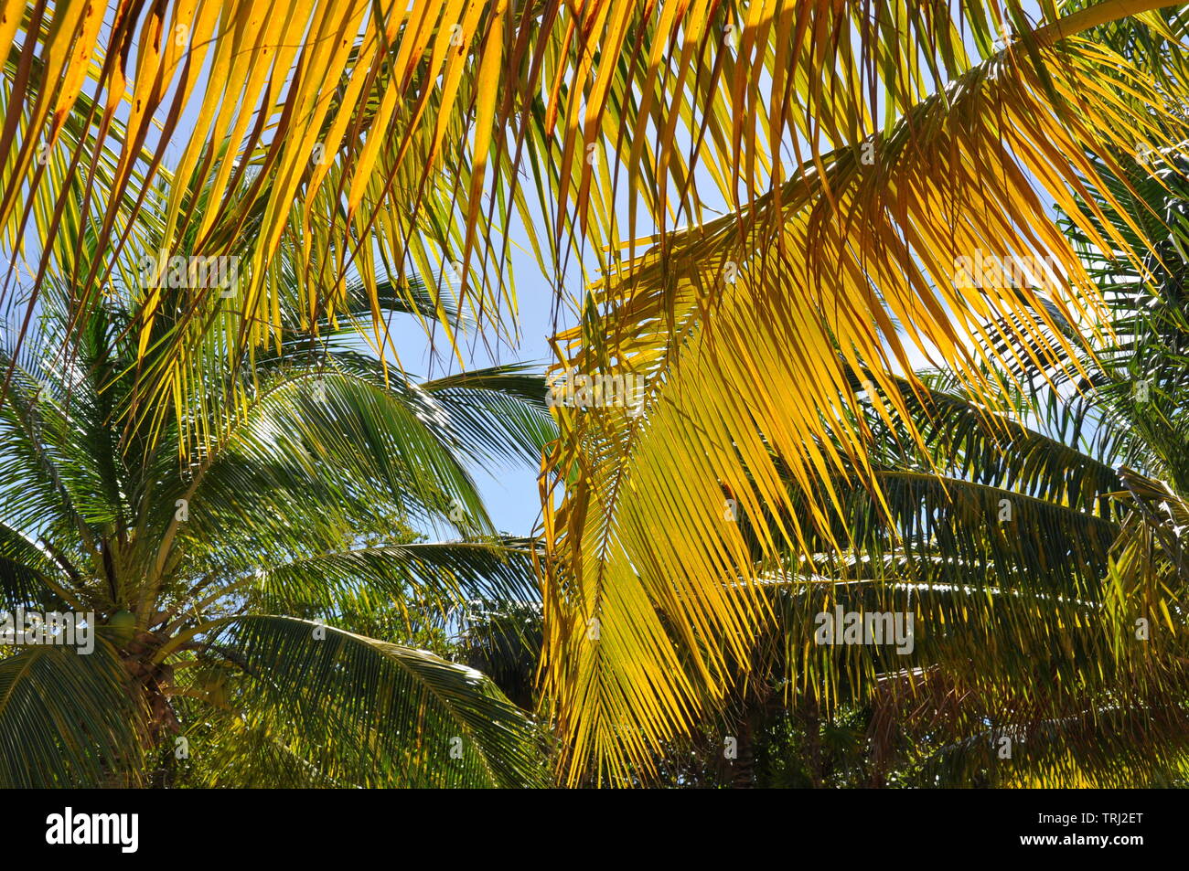 Palm trees in Roatan, Honduras Stock Photo Alamy