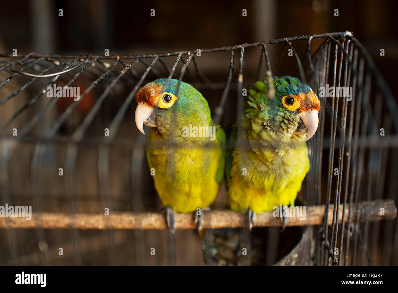 Two yellow red blue coloured lovebirds in a cage. Possibly Red-fronted  Parrotlet. San José del Pacífico, Oaxaca, Mexico Stock Photo - Alamy