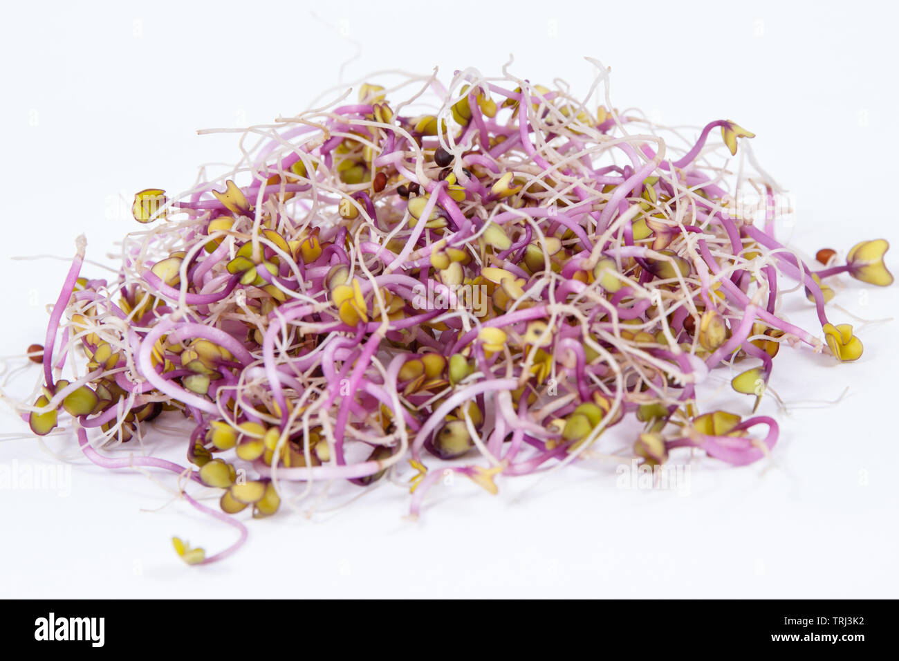 Healthy kale sprouts containing natural vitamins and minerals. White