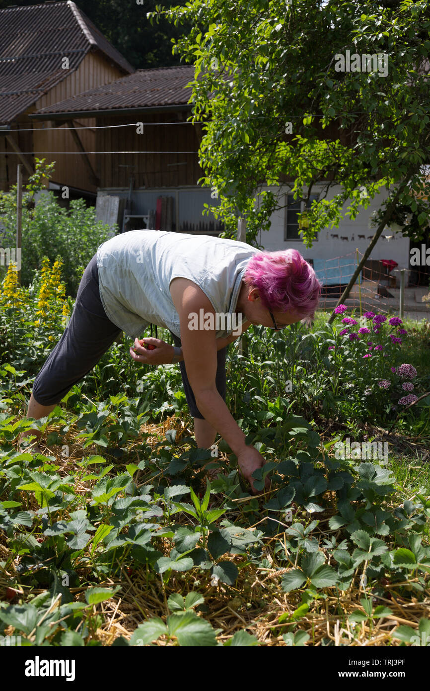 A pink haired German woman picking ripe strawberries in a Swiss garden