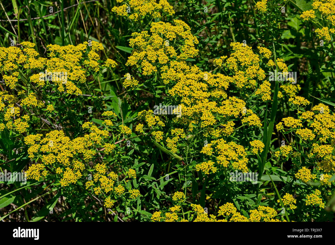 Blooming Golden rocky Alyssum yellow flower in the glade at Lozen mountain, Bulgaria Stock Photo