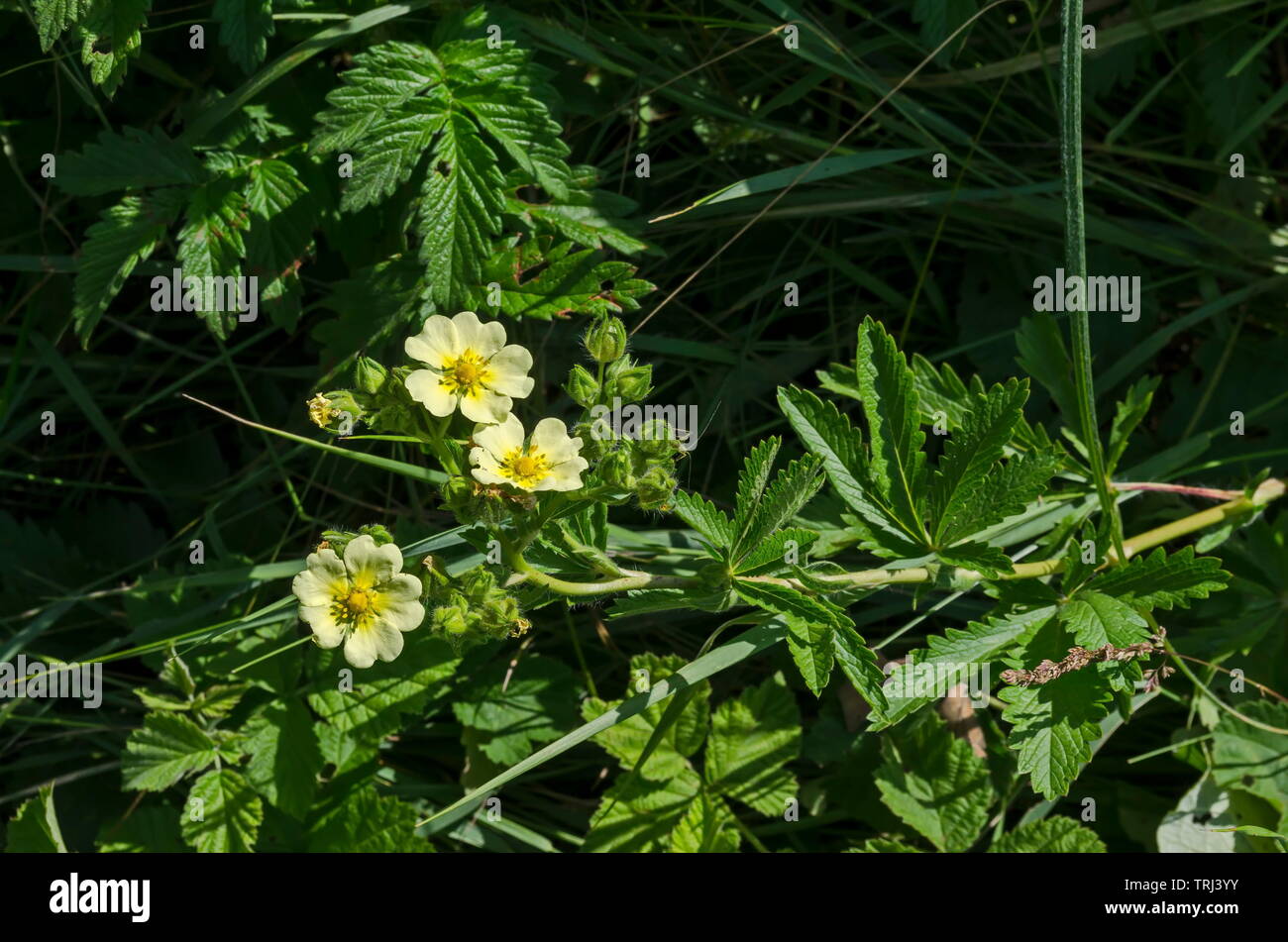 Blooming Slender Cinquefoil Potentilla, little yellow flower in the glade at Lozen mountain, Bulgaria Stock Photo