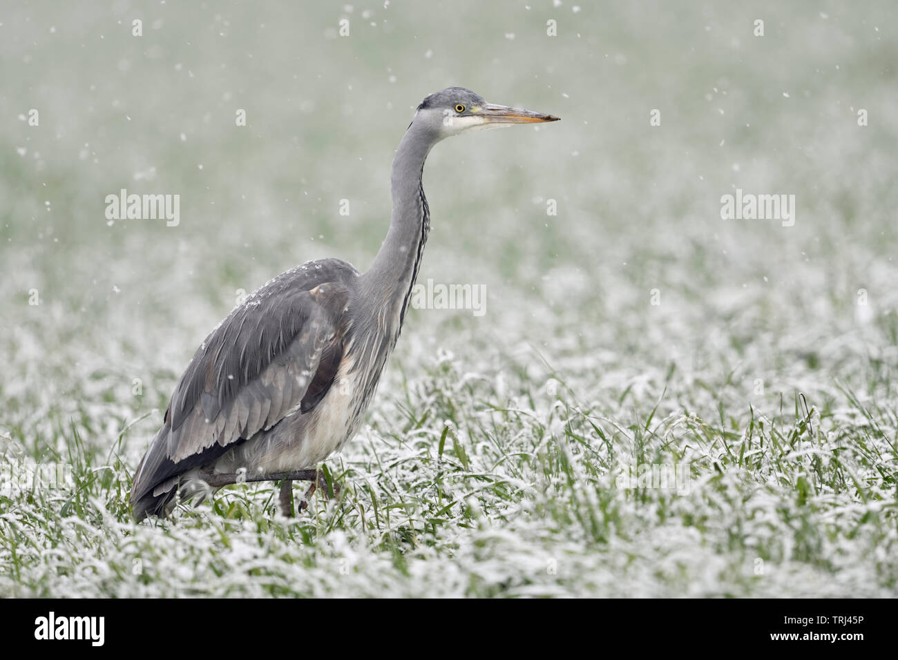 Gray Heron / Graureiher ( Ardea cinerea ) walking through a snow covered field of winter wheat, heavy snowfall, looks funny, wildlife, Europe. Stock Photo