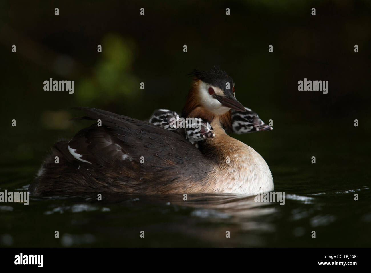 Great Crested Grebes / Haubentaucher ( Podiceps cristatus ) carrying three chicks on its back, looks cute and funny, wildlife, Europe. Stock Photo