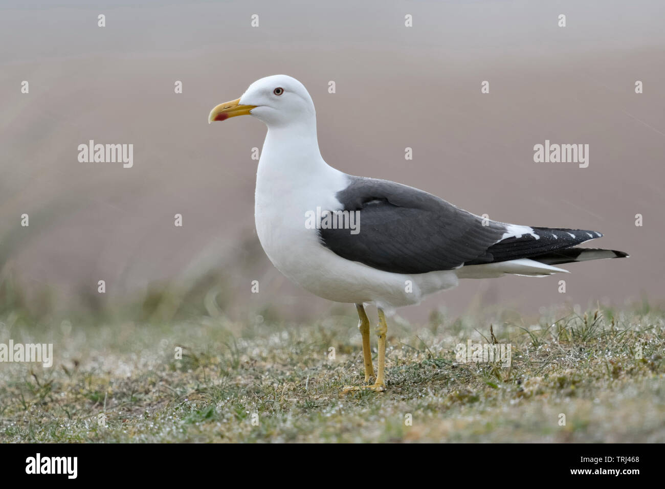 Lesser Black-backed Gull / Heringsmoewe ( Larus fuscus ) standing on top of a dune, typical seagull, wildlife, Europe. Stock Photo