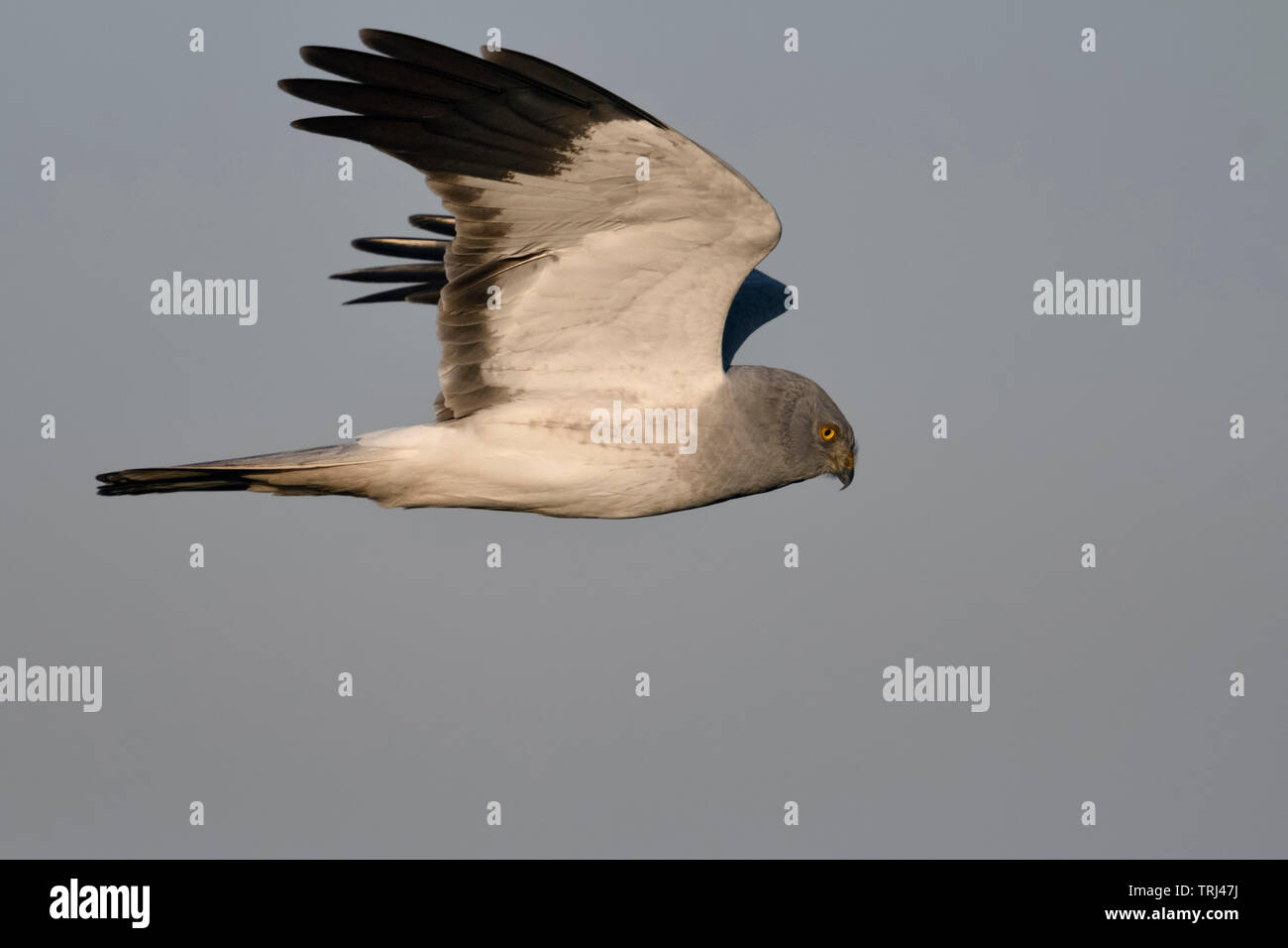 Hen Harrier / Kornweihe  ( Circus cyaneus ), adult male in flight, close by, detailed side view, soft late daylight, wildlife, Europe. Stock Photo
