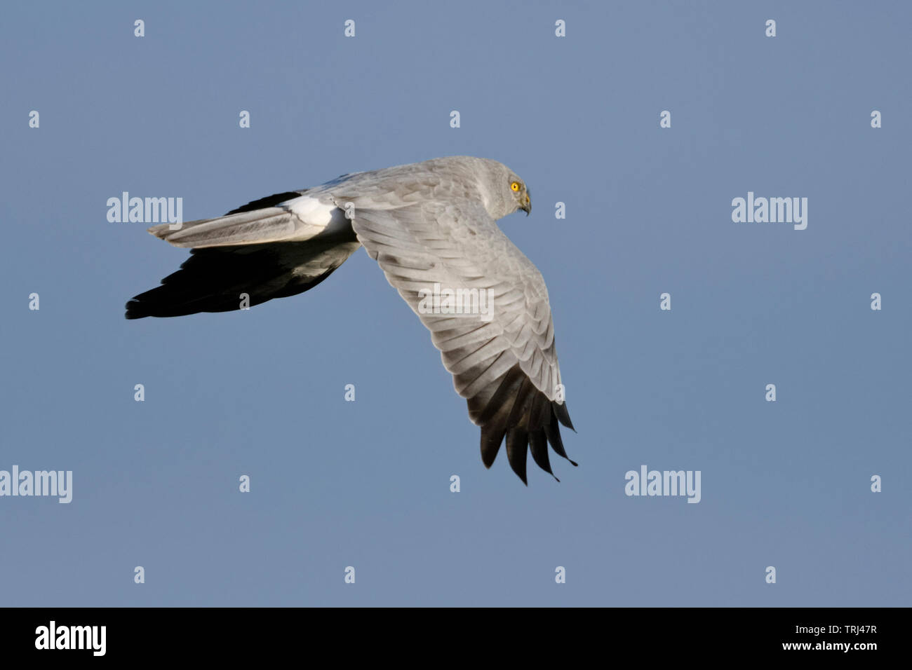 Hen Harrier / Kornweihe  ( Circus cyaneus ), adult male in flight, blue sky, wildlife, Europe. Stock Photo