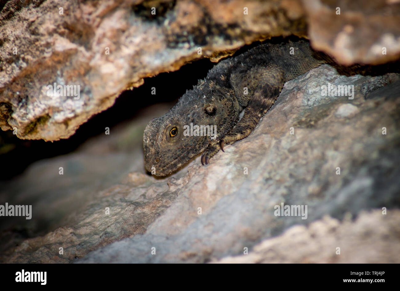 A lizard hiding under a rock near Agyaca in Turkey Stock Photo Alamy