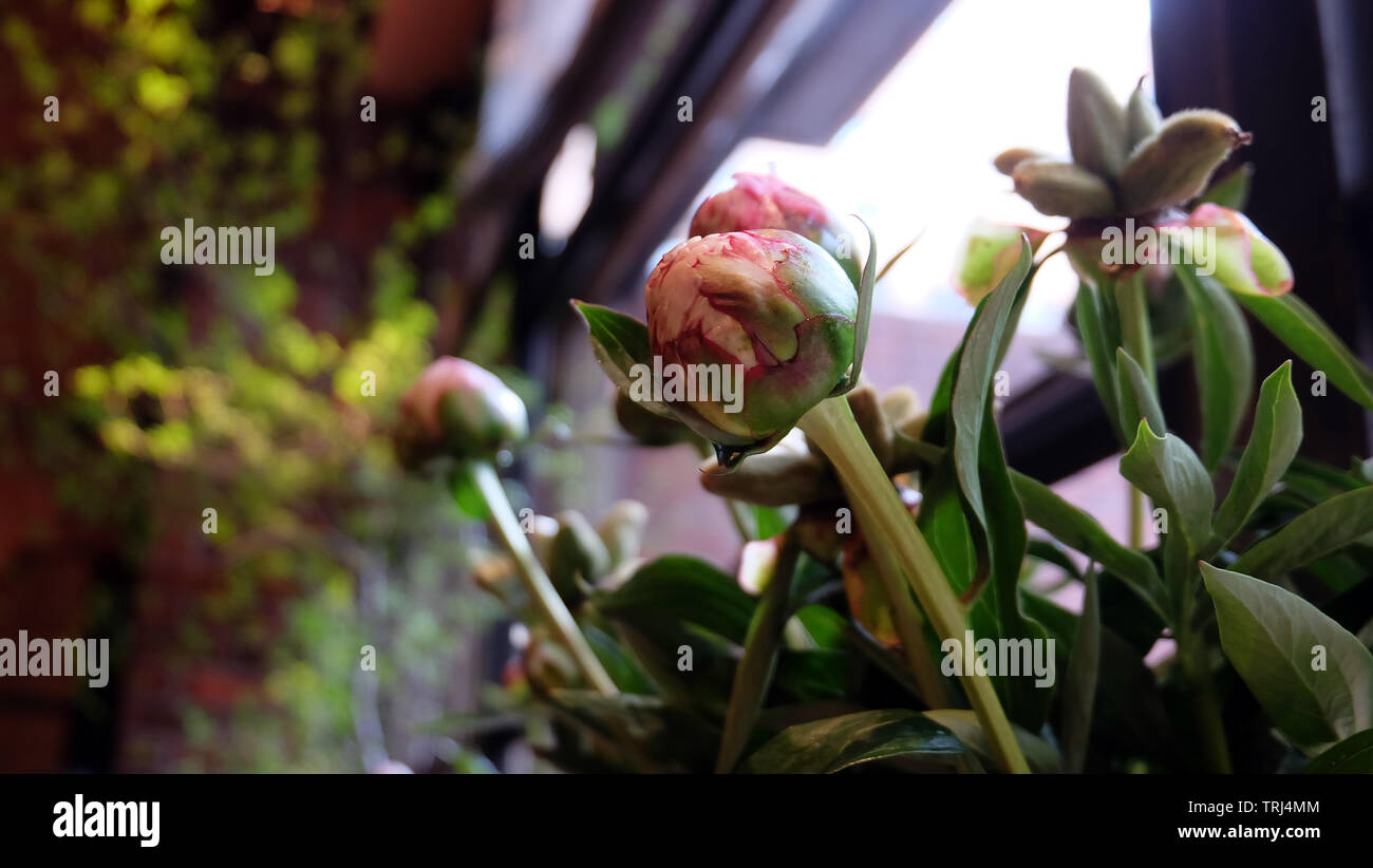 Beautiful pink peony buds waiting to bloom. Stock Photo