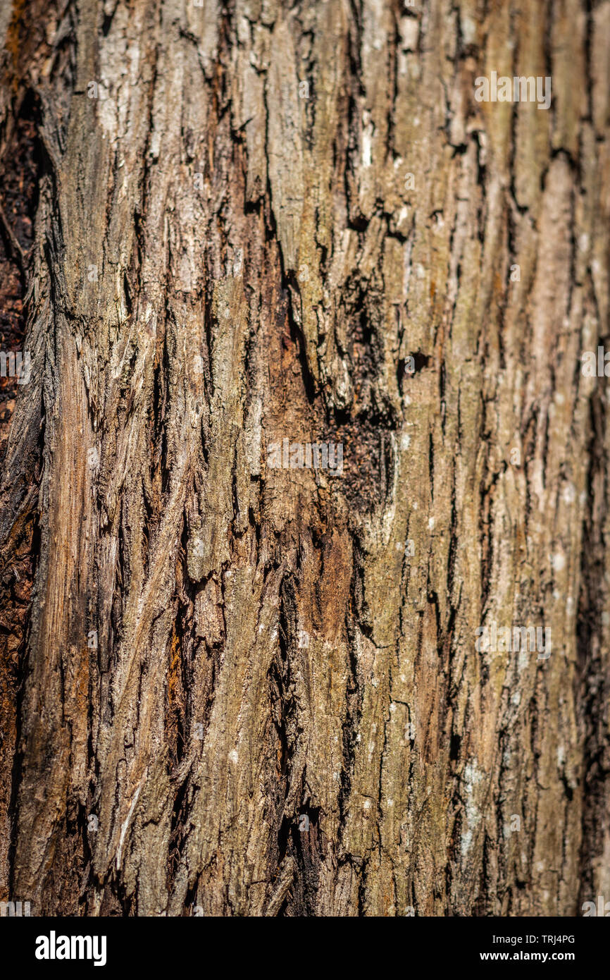 Tree Skin Ripped Broken Tree Top High Resolution Stock Photography and Images - Alamy