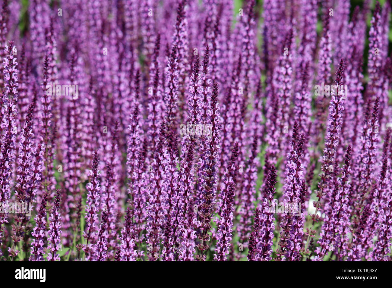 Sage flowers in the summer field. Salvia officinalis, healing plant Stock Photo