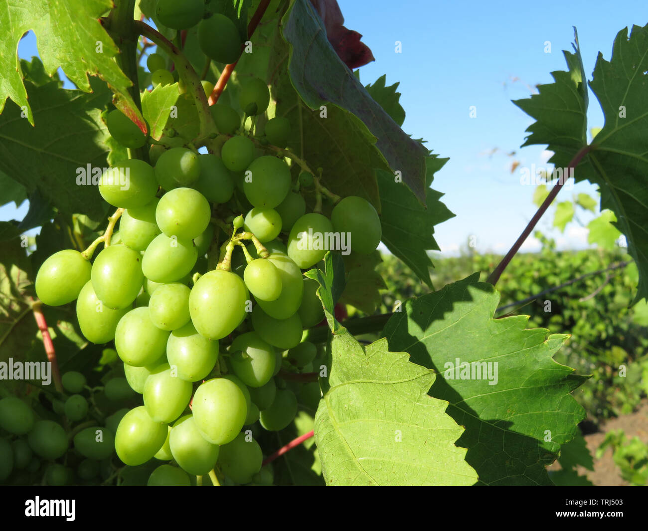 Vineyard in summer, green bunches of white grapes growing on blue sky background. Rural landscape with unripe grapevine, winemaking concept Stock Photo