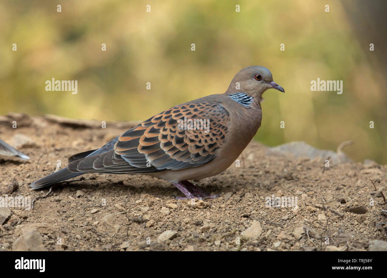 Indian turtle dove hi-res stock photography and images - Alamy