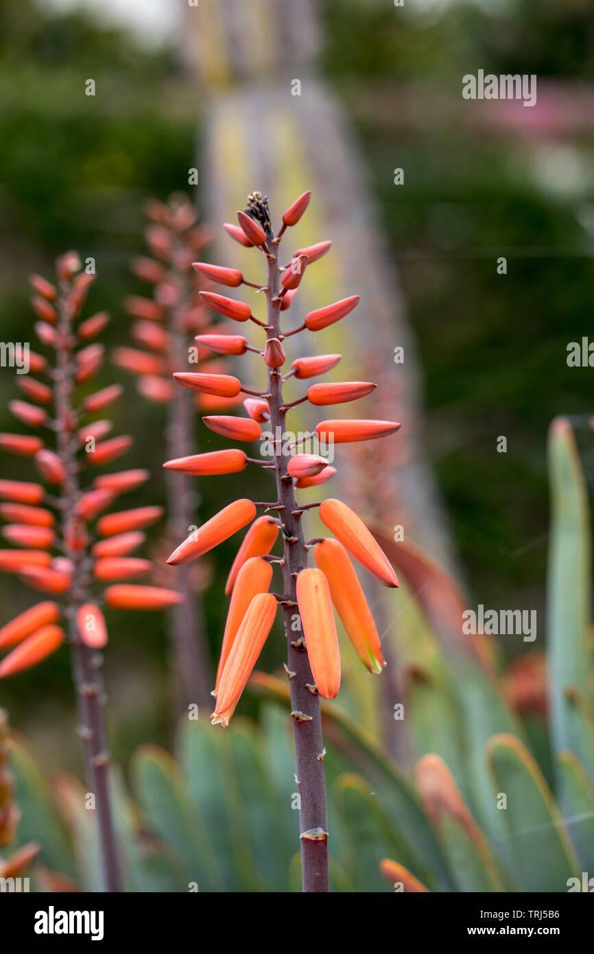 Aloe plant in bloom. Spectacular tall bright orange tubular flower