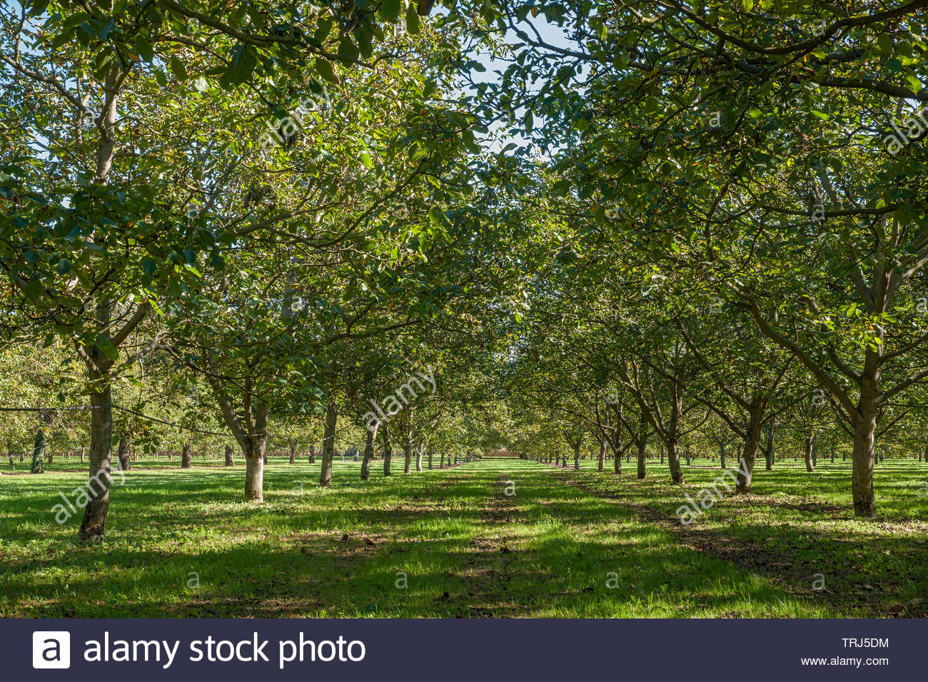 Walnut Trees High Resolution Stock Photography and Images Alamy