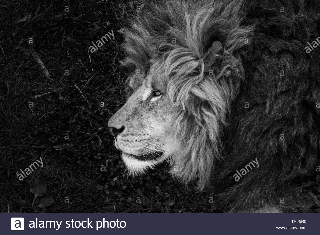 Lion Panthera Leo One Of The Most Widely Recognised Animal