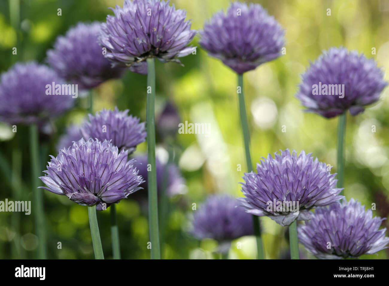 Blossoms of chives Allium schoenoprasum Stock Photo