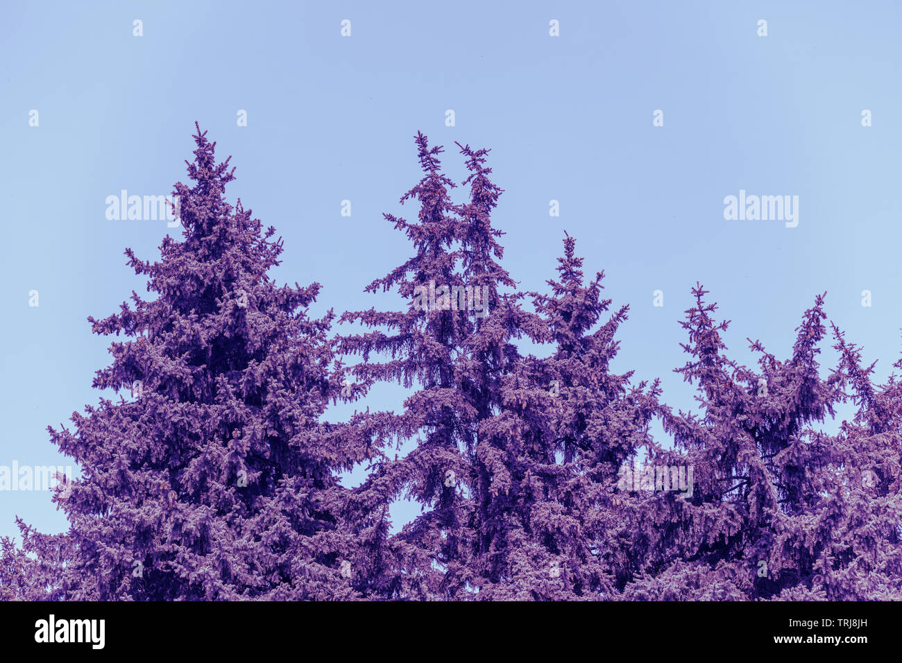 Row Of Fir Trees High Resolution Stock Photography and Images - Alamy