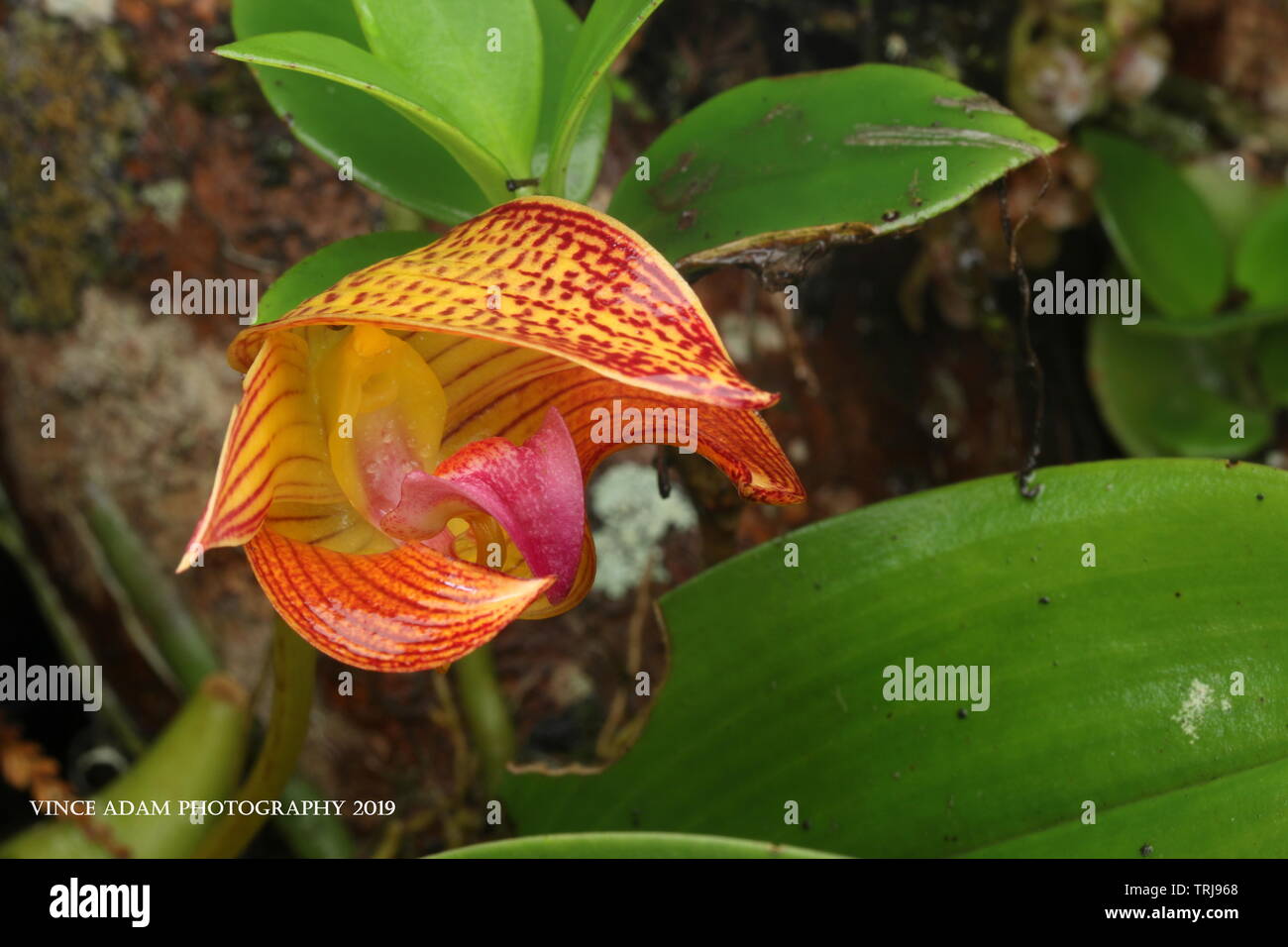 Exotic wild Orchid flowers Stock Photo