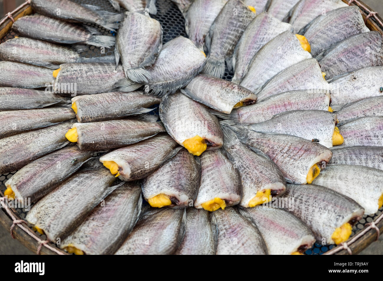Snakeskin Gourami Fish,Pla Salit fish,Trichogaster pectoralis,dry overlay local cuisine in thailand Stock Photo