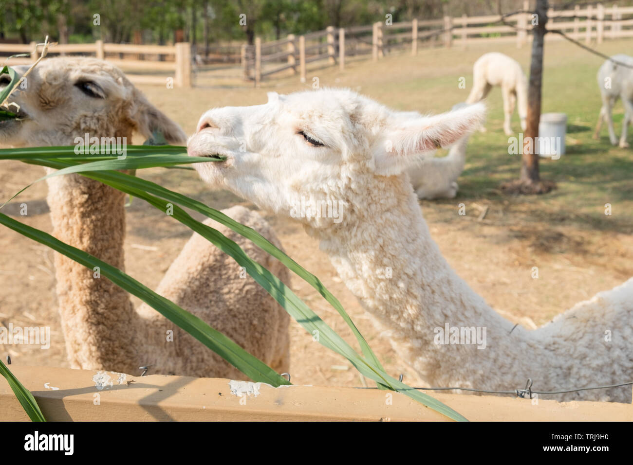 Alpaca wool white eating grass playfully Stock Photo Alamy