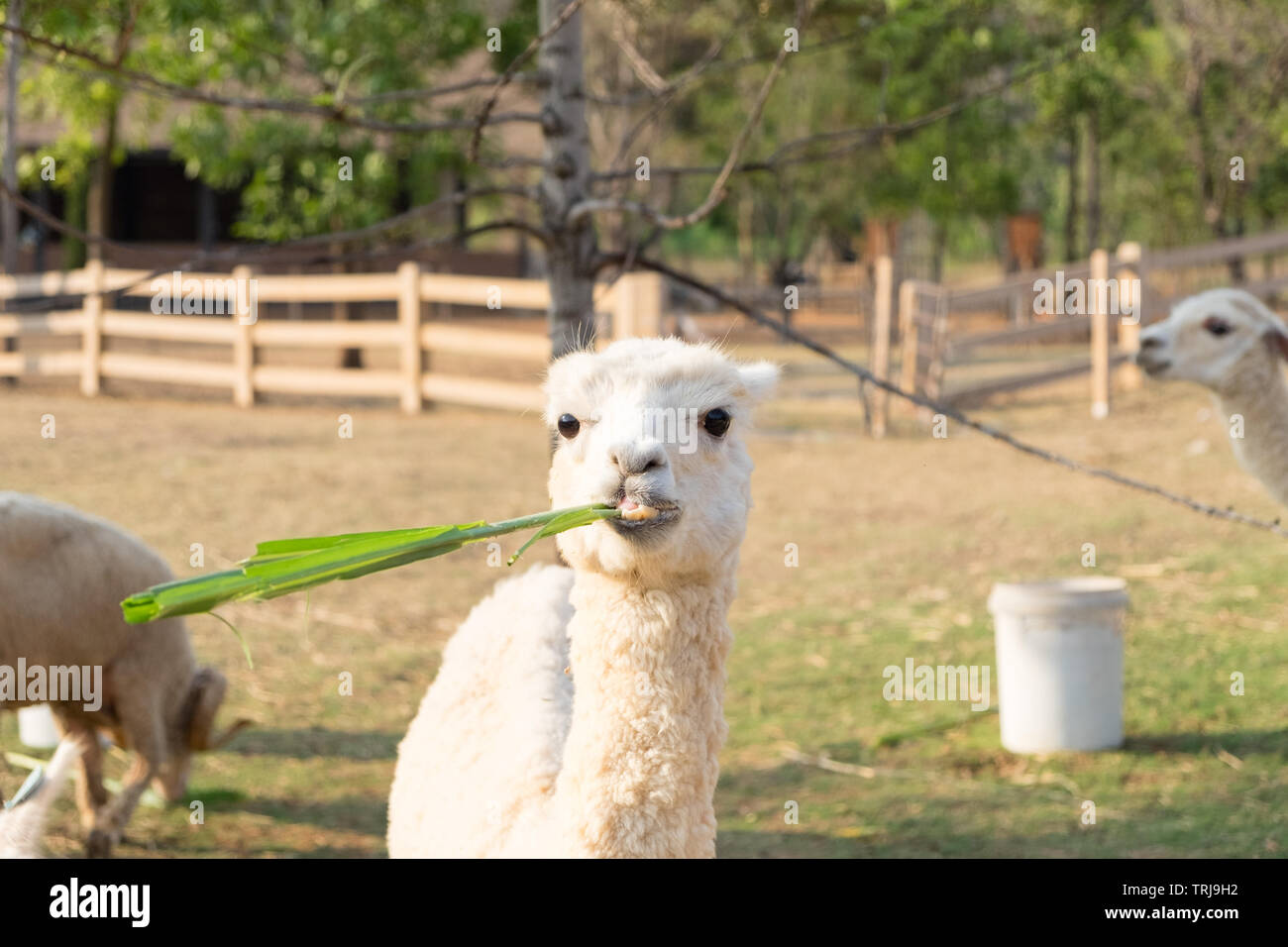 Alpaca wool white eating grass playfully Stock Photo Alamy