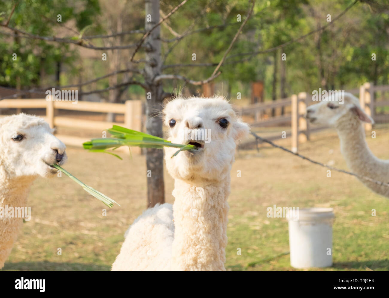 Alpaca wool white eating grass playfully Stock Photo Alamy