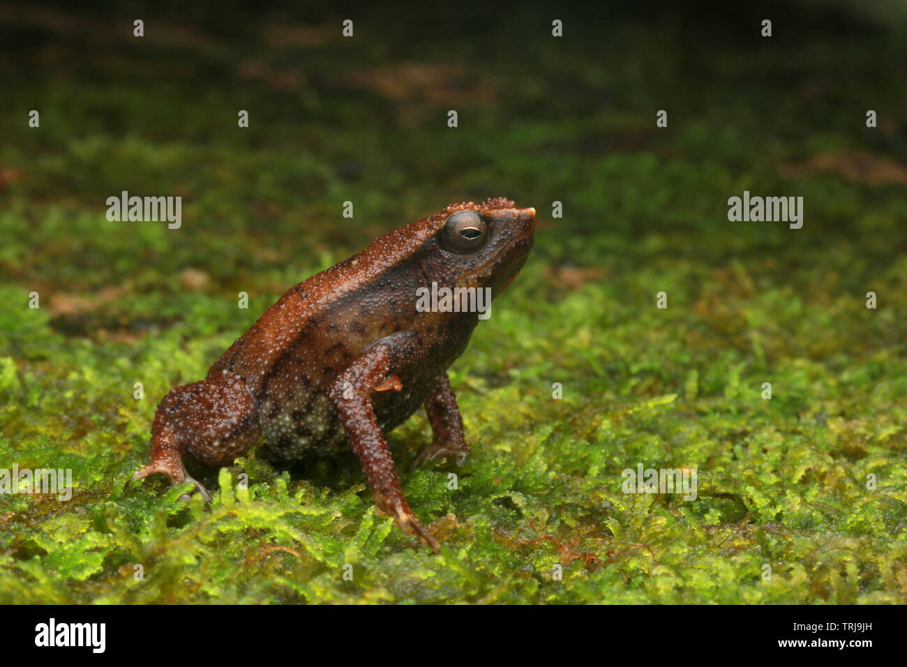 Kinabalu Sticky Frog Stock Photo