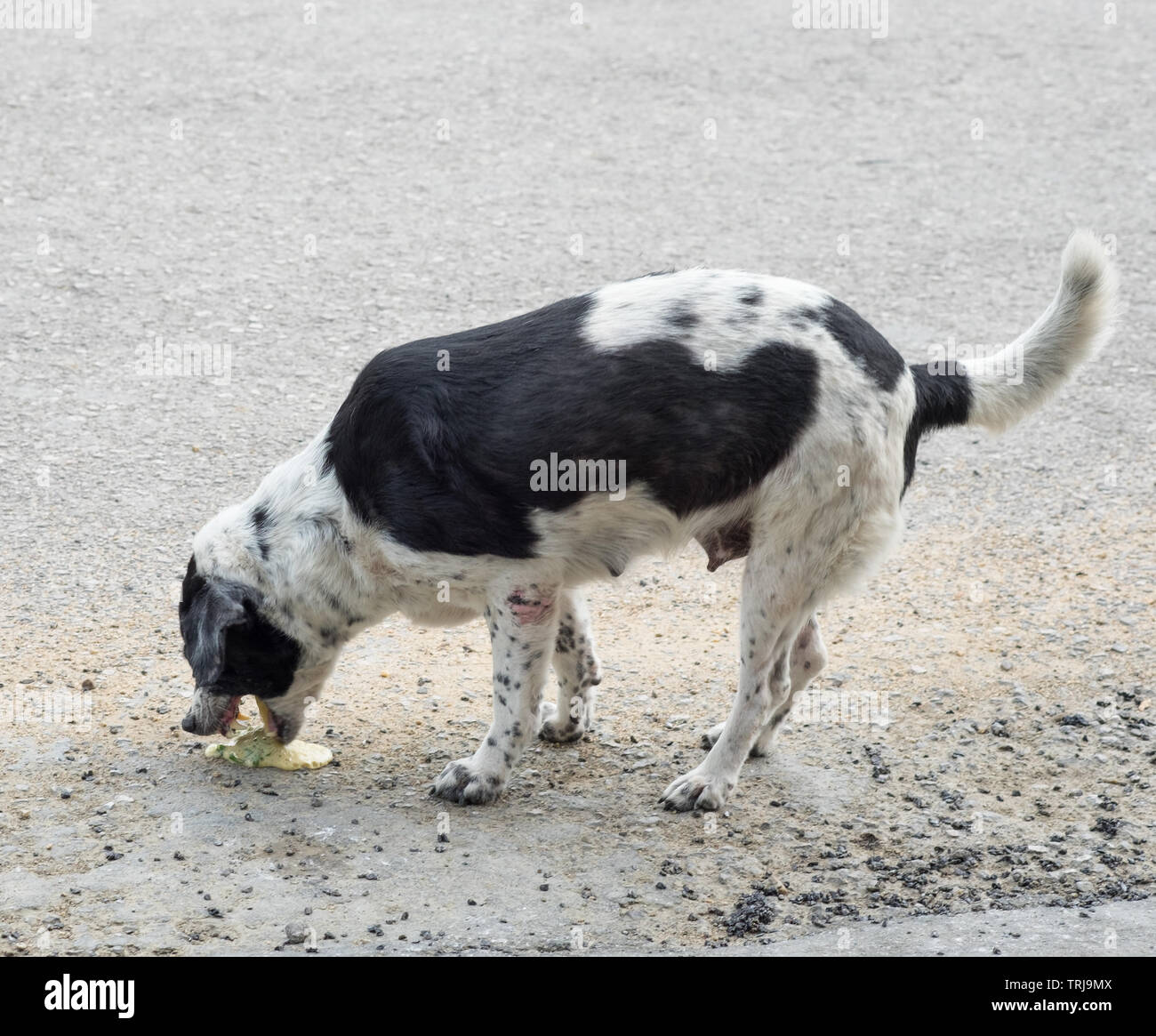 Animal vomit hires stock photography and images Alamy