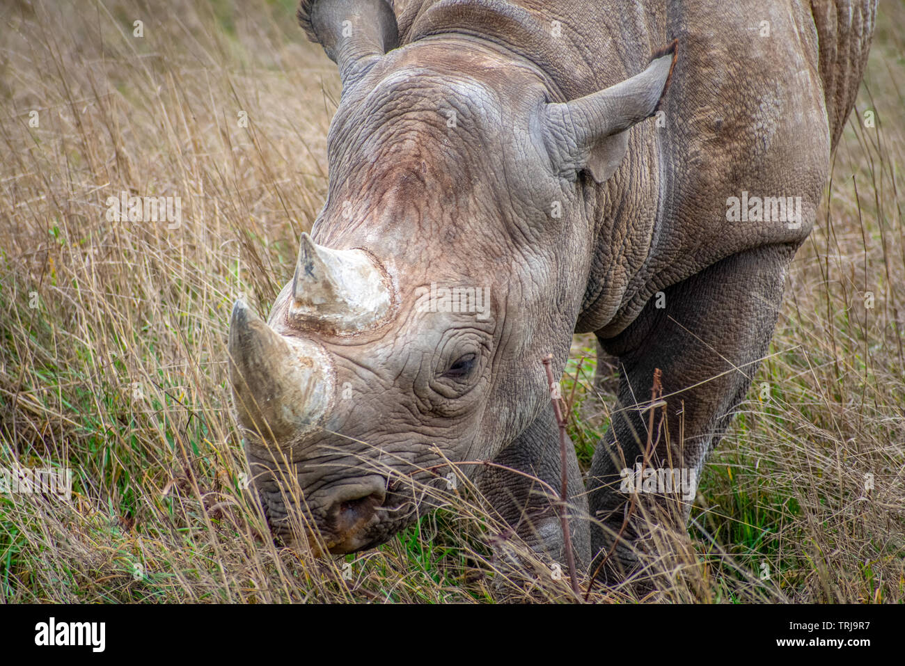 Yorkshire wildlife park hi-res stock photography and images - Alamy