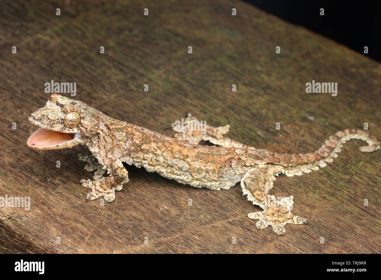 Flying Geckos Stock Photos  Flying Geckos Stock Images - Alamy