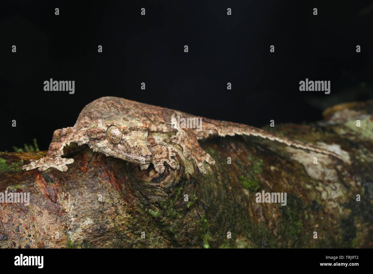 Sabah Flying Gecko, Flying Gecko Stock Photo