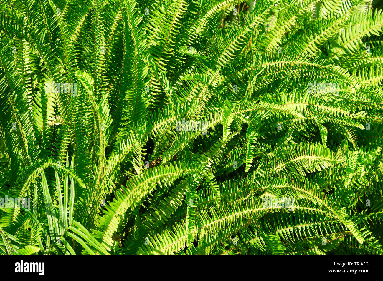 Fern leaf texture hi-res stock photography and images - Alamy