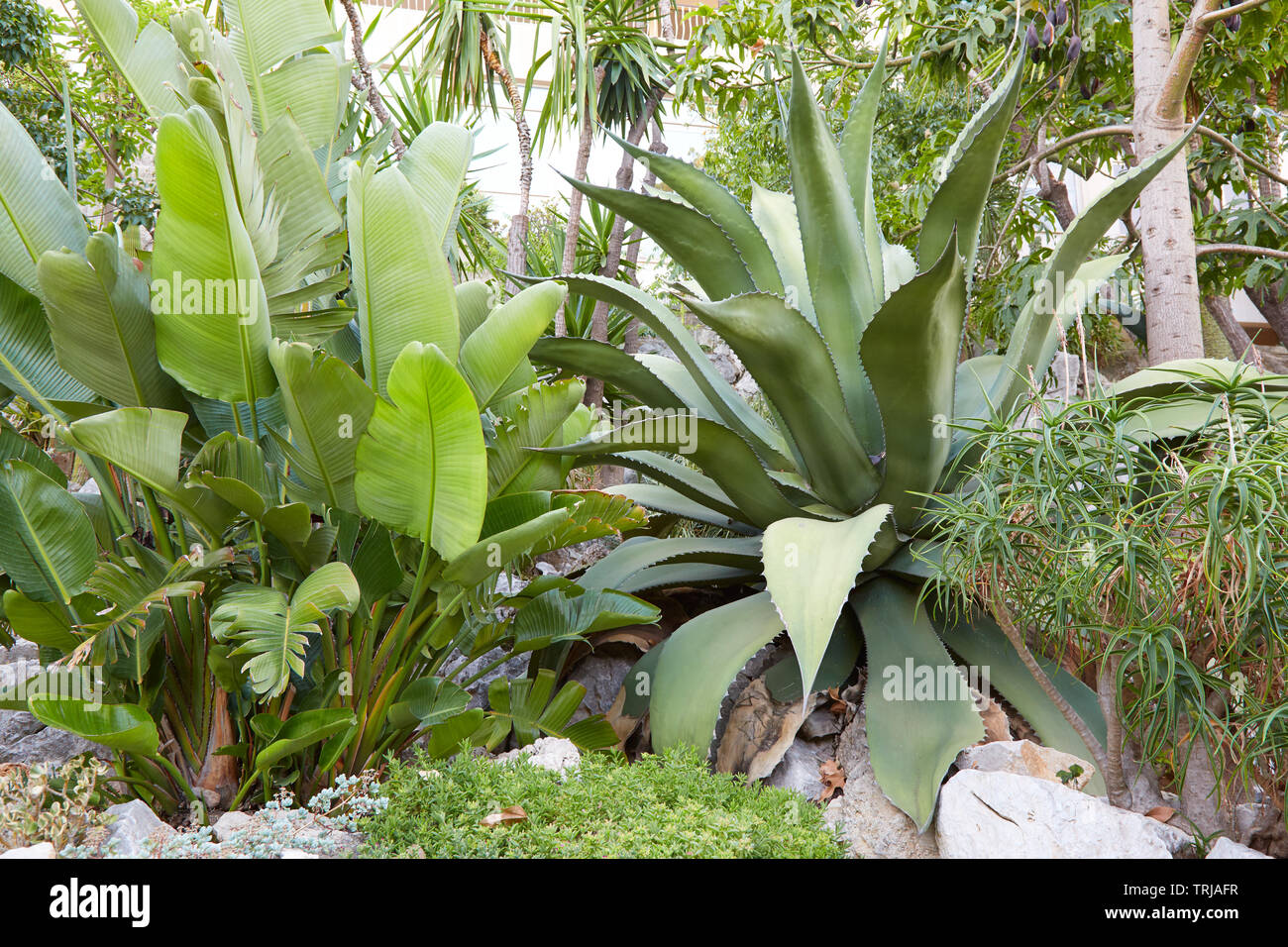 MONTE CARLO, MONACO - AUGUST 20, 2016: The exotic garden, big tropical plants in a summer day in Monte Carlo, Monaco. Stock Photo