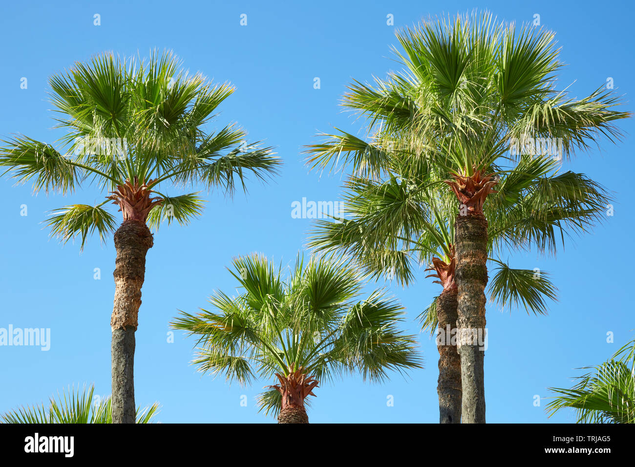 Palm trees and clear blue sky in a sunny summer day Stock Photo - Alamy