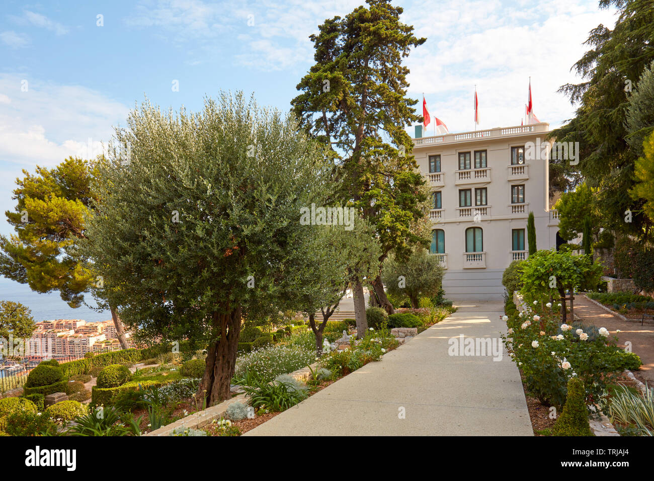 MONTE CARLO, MONACO - AUGUST 20, 2016: Villa Paloma contemporary art museum garden with olive tree and roses in a sunny summer day in Monte Carlo, Mon Stock Photo