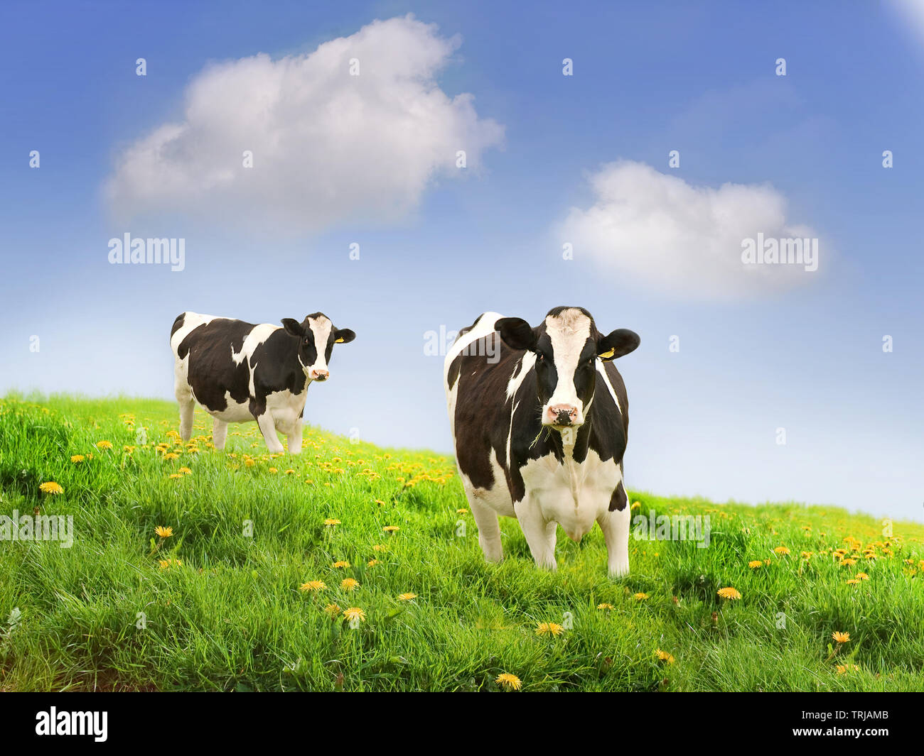 Friesan Milking cows in a green field. Stock Photo